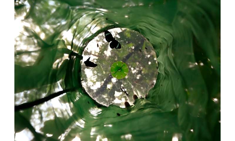 Butterflies as Climate Change Indicators in Ecuador s Amazon