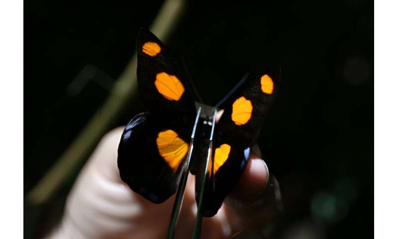 Butterflies as Climate Change Indicators in Ecuador s Amazon