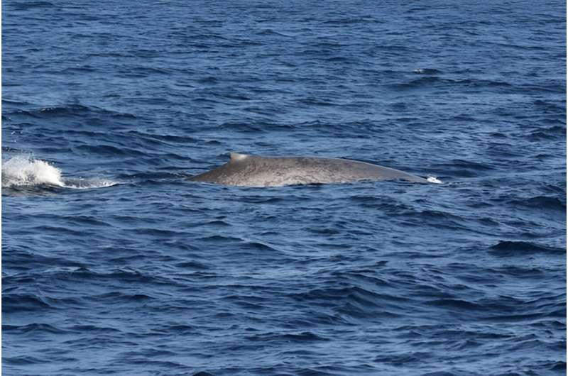 Rare Blue Whale Sighting in Seychelles After Decades