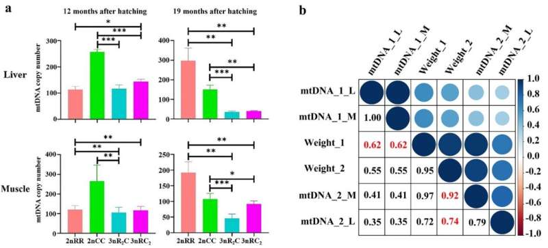 Mitochondrial DNA & Fish Growth: Understanding Allopolyploid Diversity