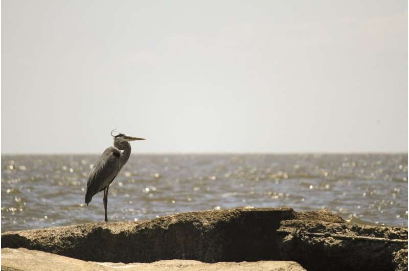 Coastal Habitat Restoration: A 61% Wildlife Boost & The Path to Improvement