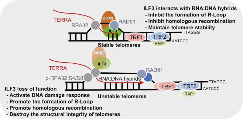 ILF3 s Role in Telomere Maintenance: A Novel Discovery on R-Loop Recognition