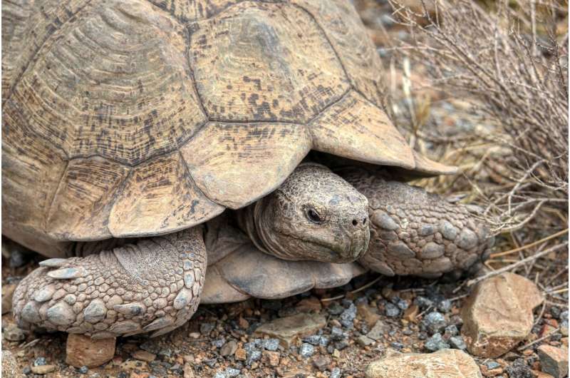 Mojave Desert Tortoise Declared Endangered in California
