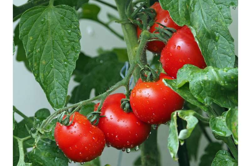 Optimizing Spacing for Primo Red Grafted Tomatoes in High Tunnels