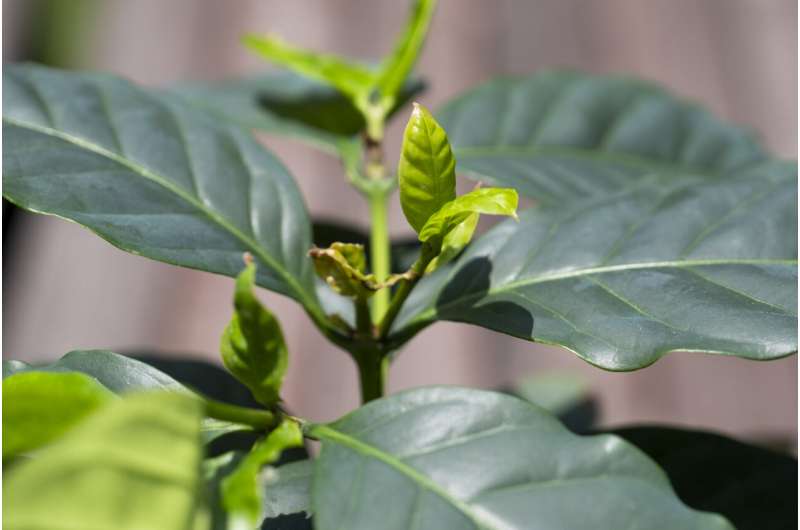 Key Genes Identified Protecting Coffee Plants from Disease