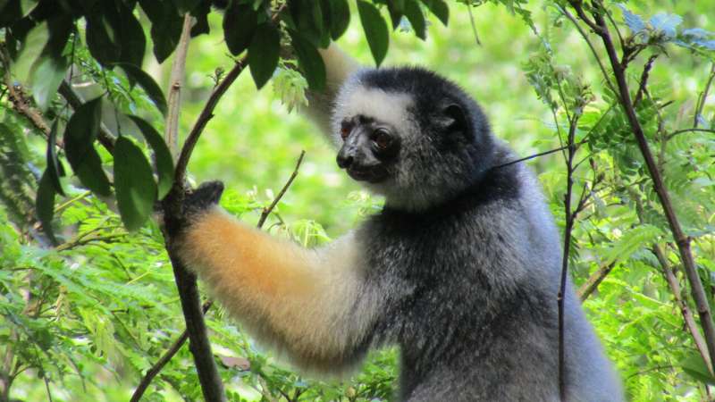 Fosa Predation on Lemurs: A Conservation Challenge in Madagascar