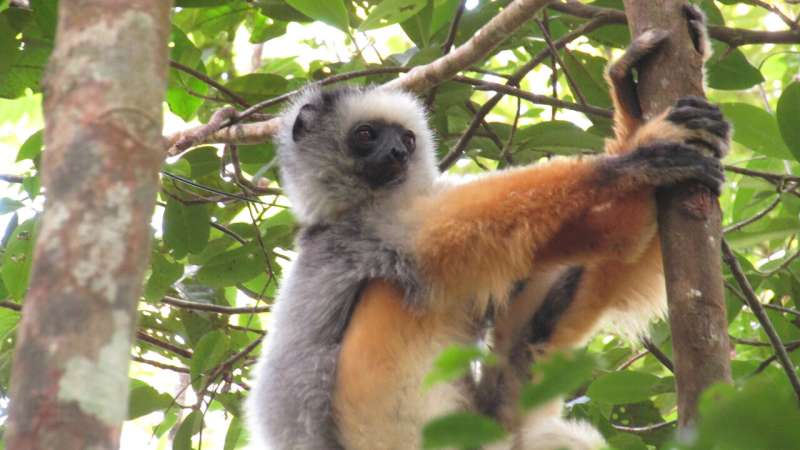 Fosa Predation on Lemurs: A Conservation Challenge in Madagascar