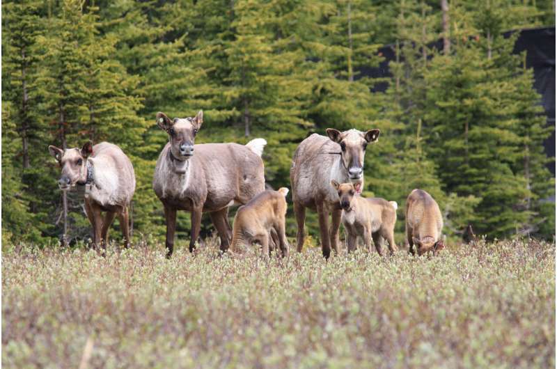 Protecting BC Caribou: Research on Habitat Recovery & Conservation