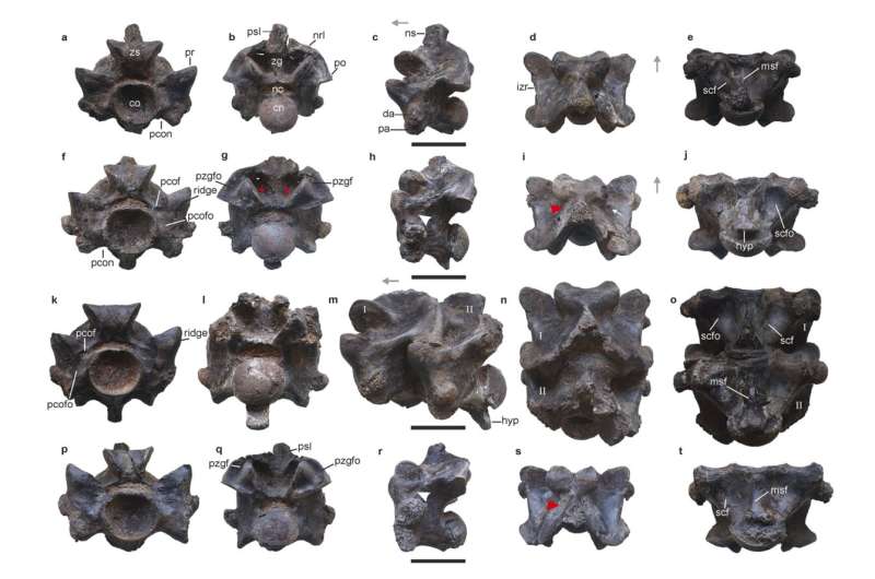 Giant Ancient Snake Discovered in India – 50ft Long?