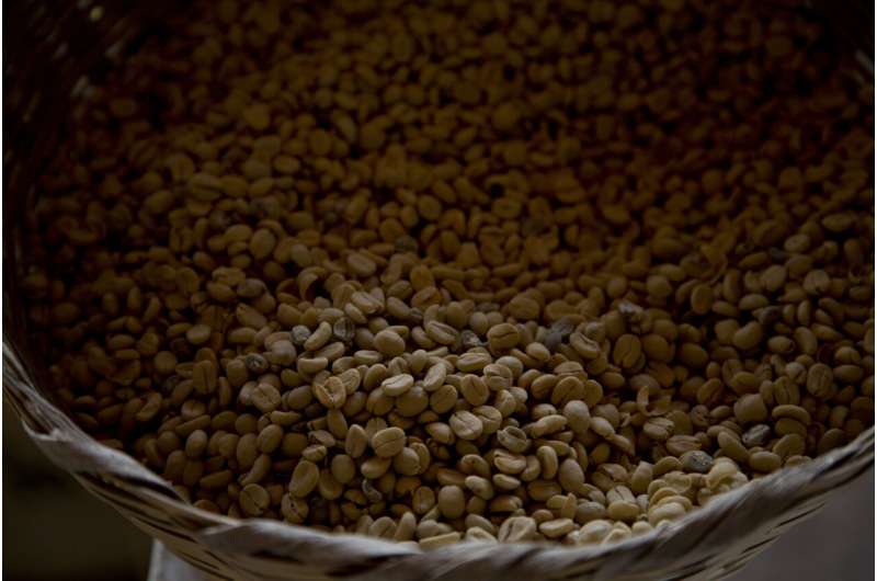 The Ancient Origins of Coffee: A 600,000-Year-Old History