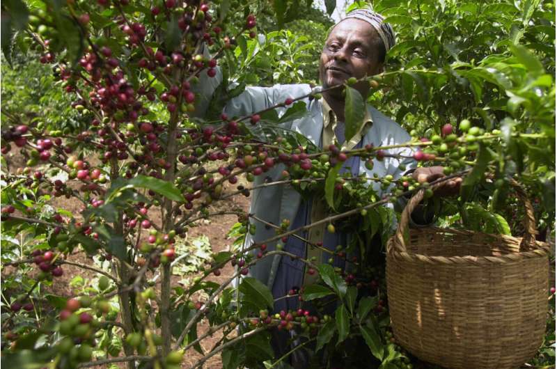 The Ancient Origins of Coffee: A 600,000-Year-Old History