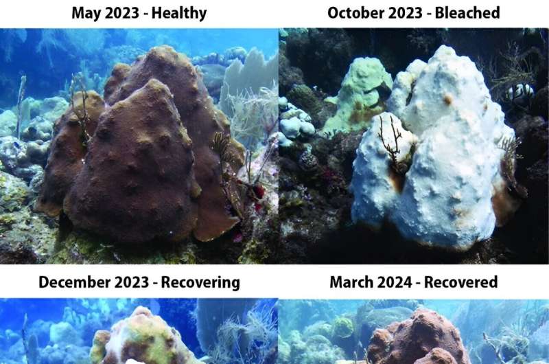 NOAA Confirms Fourth Global Coral Bleaching Event: Impacts and Outlook