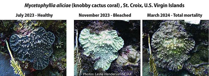 NOAA Confirms Fourth Global Coral Bleaching Event: Impacts and Outlook