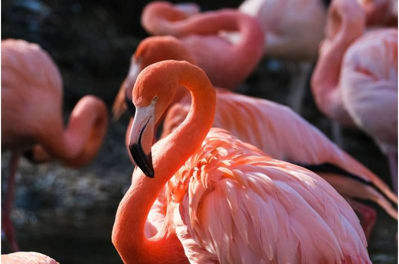 Rising Water Levels Threaten East Africa s Flamingos