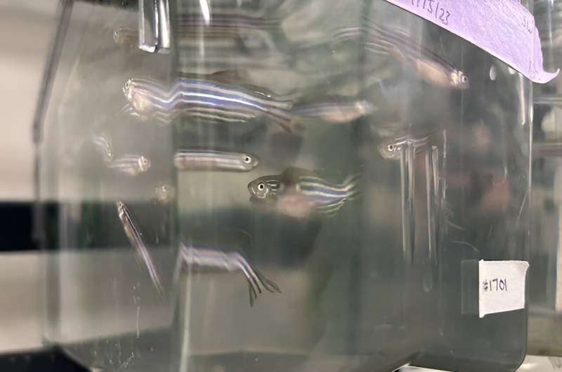 Zebrafish Heart Regeneration: Unlocking Potential for Human Cardiac Repair