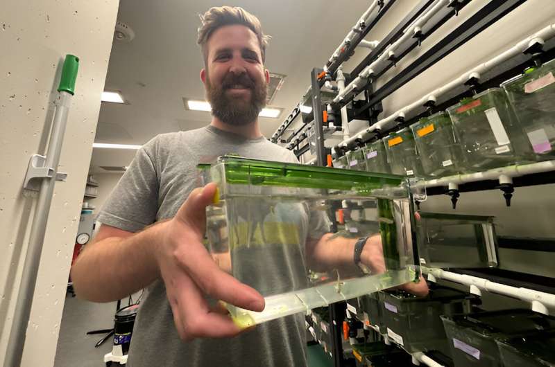 Zebrafish Heart Regeneration: Unlocking Potential for Human Cardiac Repair