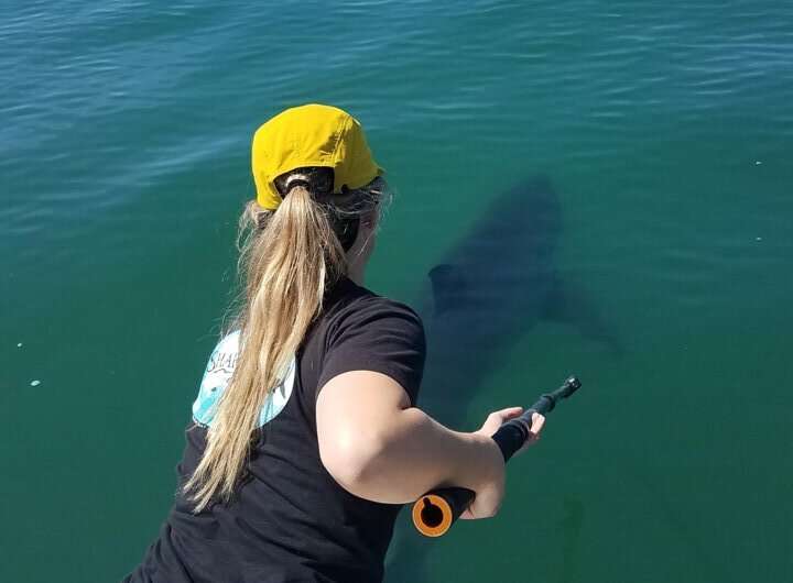 Juvenile White Shark Behavior: Coastal Preferences Revealed by Scientists