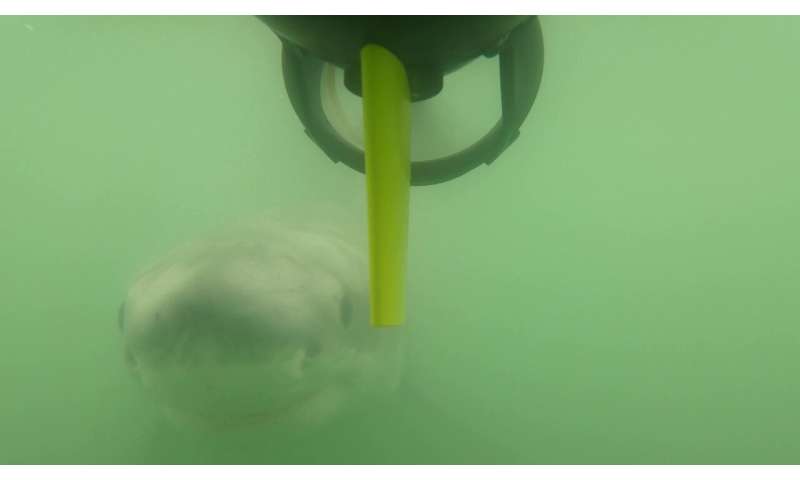 Juvenile White Shark Behavior: Coastal Preferences Revealed by Scientists