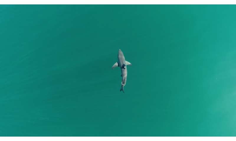 Juvenile White Shark Behavior: Coastal Preferences Revealed by Scientists