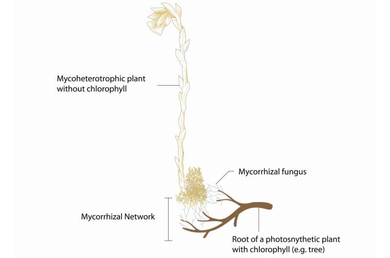 Mycorrhizal Networks: Uncovering the Wood Wide Web of Plant Communication