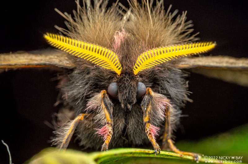 Insect Activity: New Research Reveals More Bugs at Night