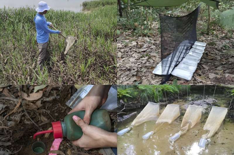 Insect Activity: New Research Reveals More Bugs at Night