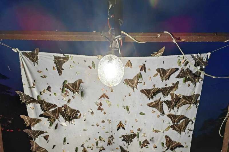 Insect Activity: New Research Reveals More Bugs at Night
