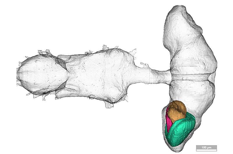 Fruit Fly Connectome: Scientists Map Visual System Wiring