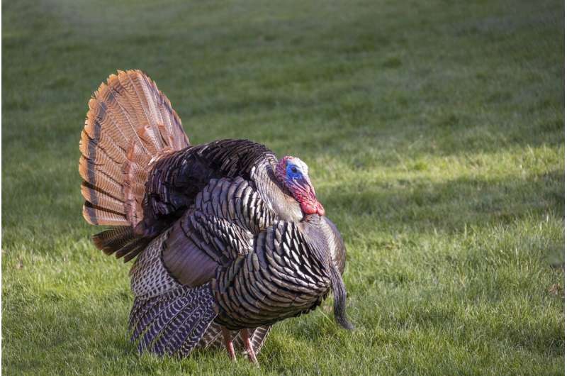 Wild Turkey Decline: Habitat Loss and Conservation Efforts