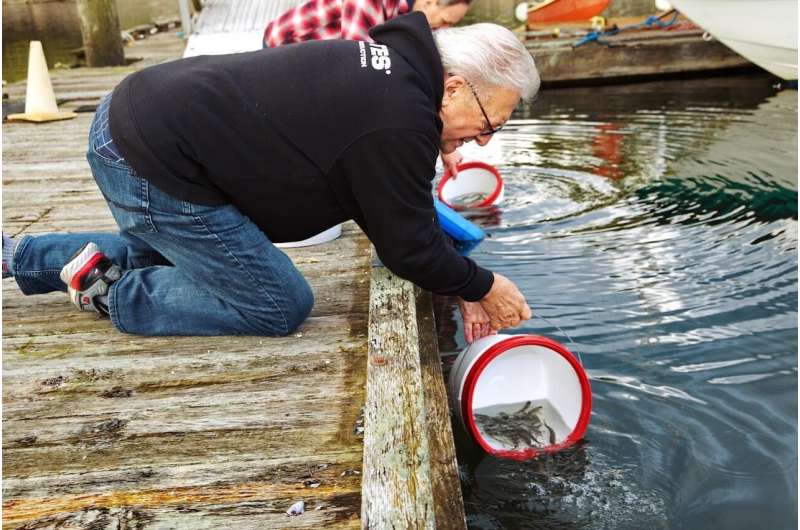 Salmon Survival Project: Researchers Aid Migration in Burrard Inlet