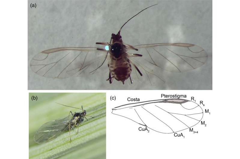 Understanding Aphid Flight: New Insights for Crop Protection