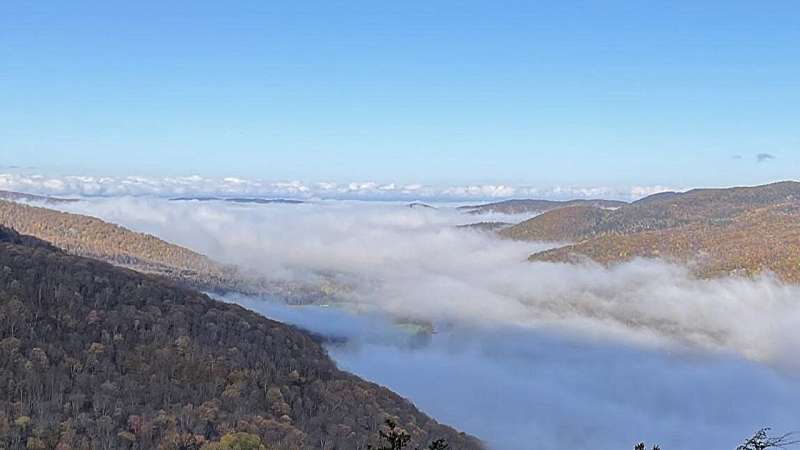 Climate-Resilient Forests: New Research Reveals Unexpected Adaptations