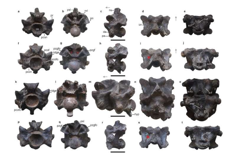 Ancient Giant Snake Species Discovered in India - Scientific Reports