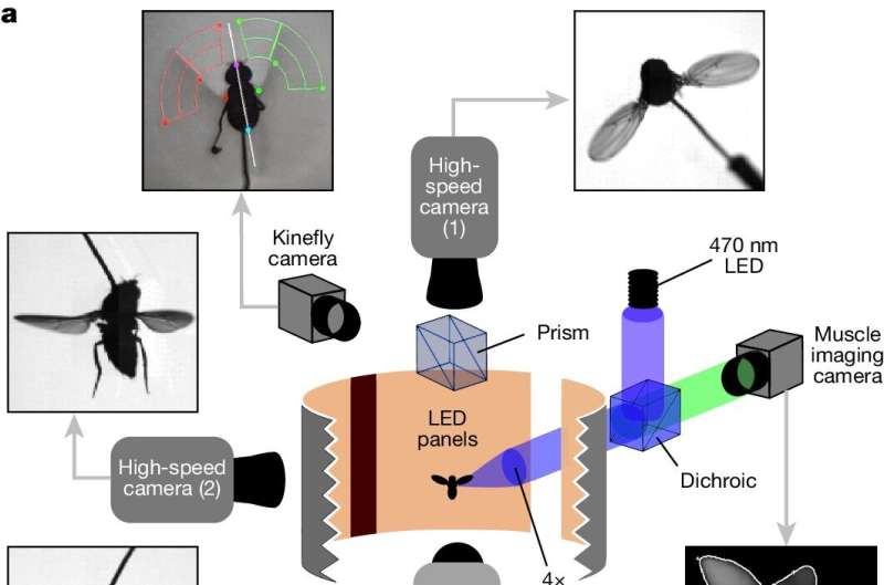 Insect Flight Mechanics: Unraveling Wing Control with Advanced Imaging