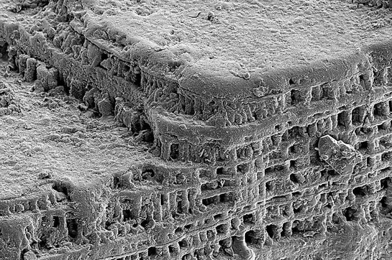 Ancient Brachiopod Shells Reveal Secrets of Biomineralization