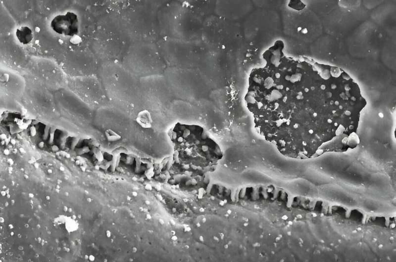 Ancient Brachiopod Shells Reveal Secrets of Biomineralization