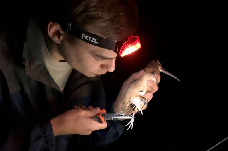 New Research Reveals Direct Evidence of Shorebird Breeding During Migration