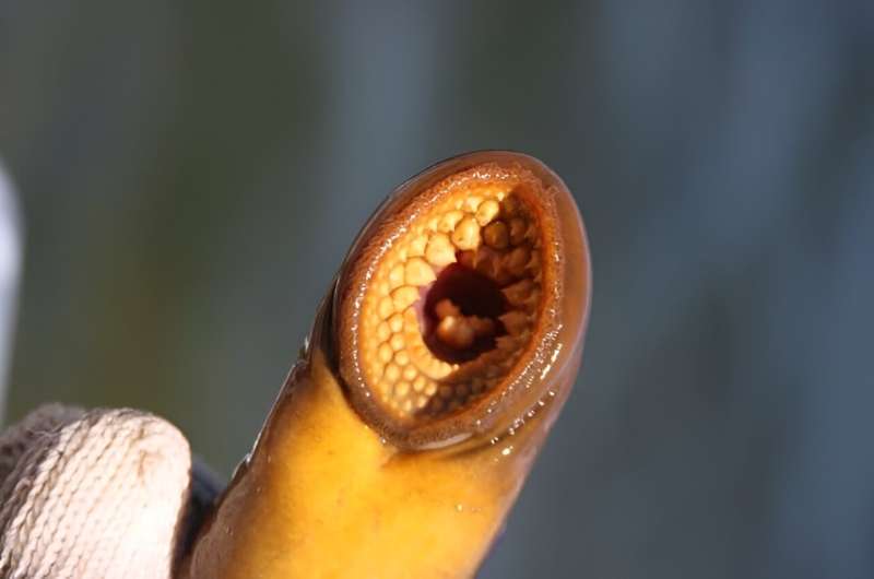 Ancient Origins of the Fight-or-Flight Response: New Evidence from Lampreys