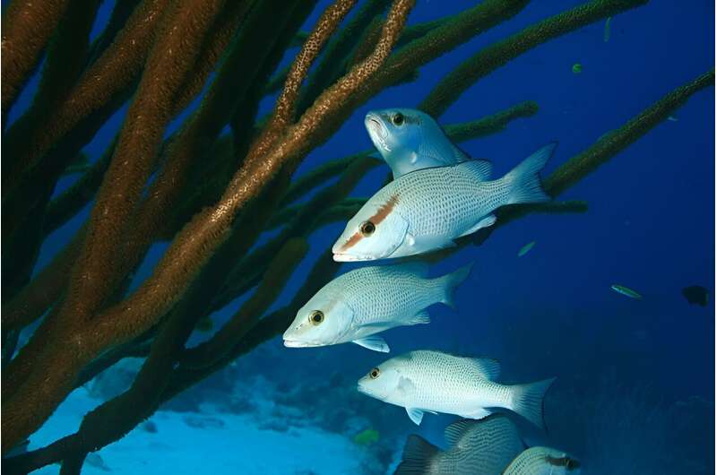 Climate Change Impacts: Respiratory Stress and Coral Reef Fish