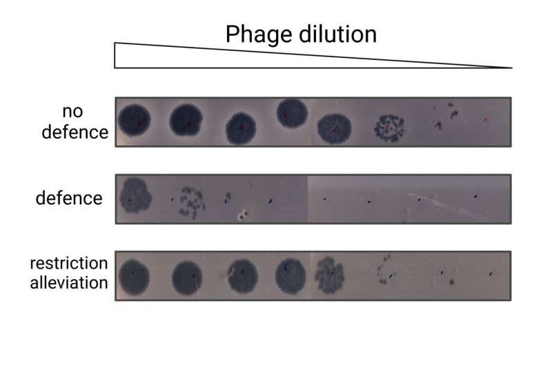 Mobile Genetic Elements and Bacterial Immunity: A New Research Insight