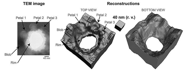 3D Reconstruction from 2D Microscopy: Unveiling Hidden Structures
