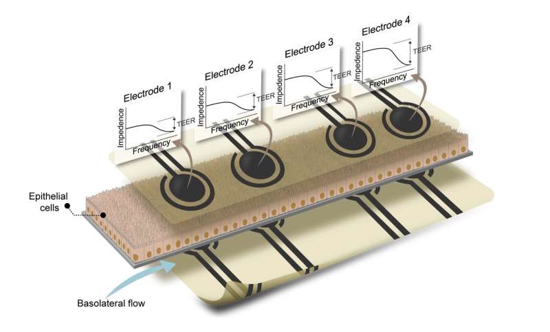 Gut-on-Chip Systems: Multi-Electrode Integration for Advanced Intestinal Barrier Monitoring