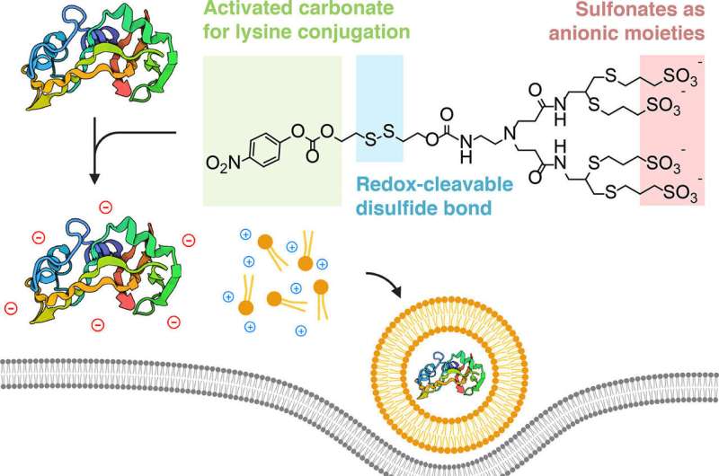 Cloaked Protein Delivery: Novel Approach for Targeted Cancer Therapeutics