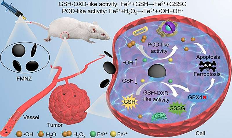 Magnetite Nanozymes for Targeted Cancer Therapy: Dual-Function for Enhanced Treatment
