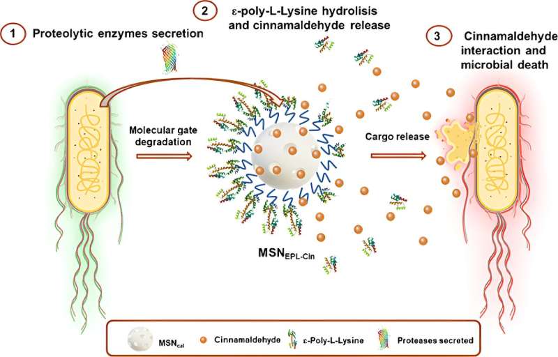 Cinnamon Oil Nanodevice: New Antimicrobial Agent Developed by UPV Researchers