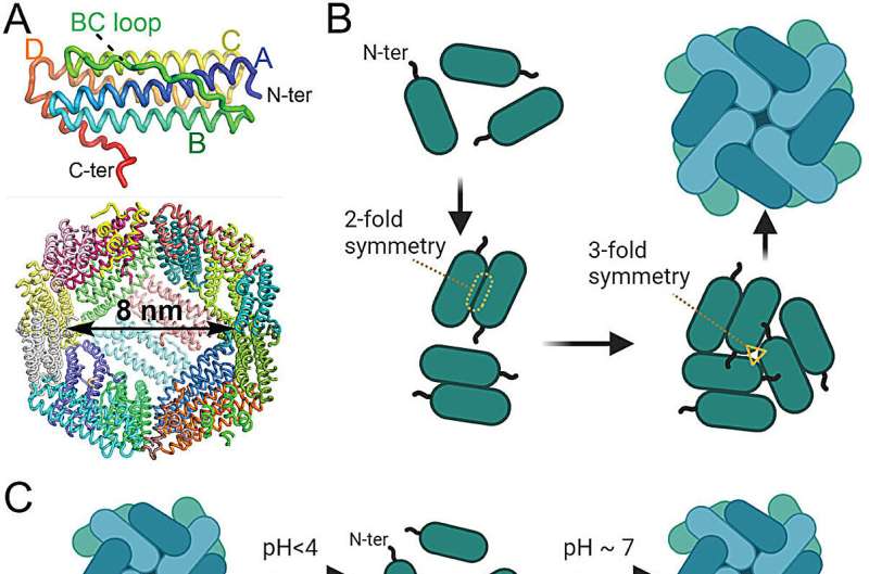 Ferritin Nanocages: A Breakthrough in Vaccine Delivery Technology