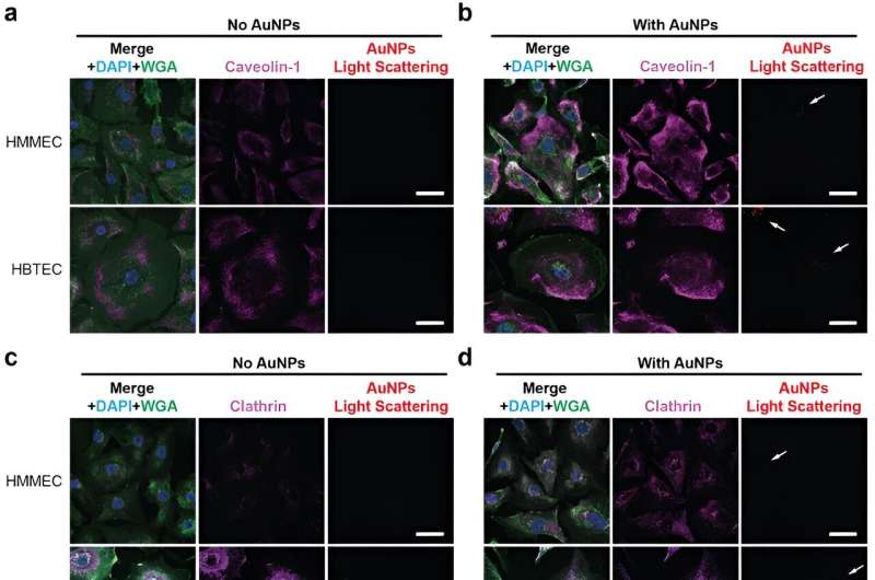 Nanotechnology Breakthrough: Promising Cancer-Fighting Developments