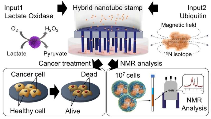 Hybrid Nanotubes for Targeted Cancer Therapy: Enhancing Intracellular Protein Delivery