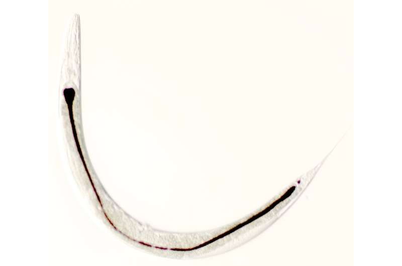 Polyglycerol Coating Enhances Safe Nanoparticle Environmental Remediation