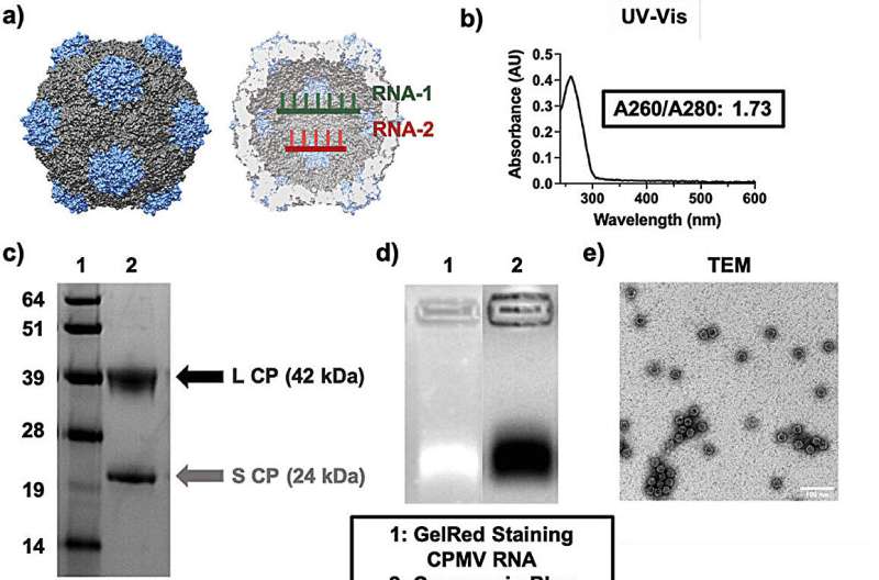 Plant Virus Nanoparticles Show Promise Against Metastatic Cancers in Mice